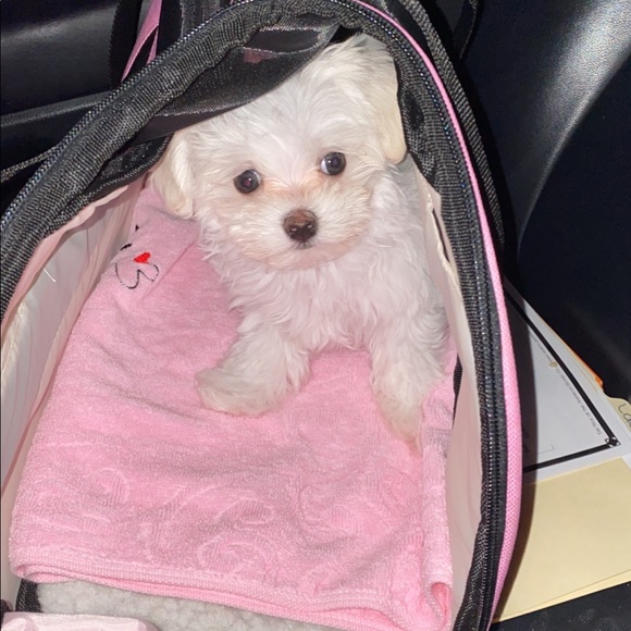 Meet your Posher, Joy - Picture 1 of 1